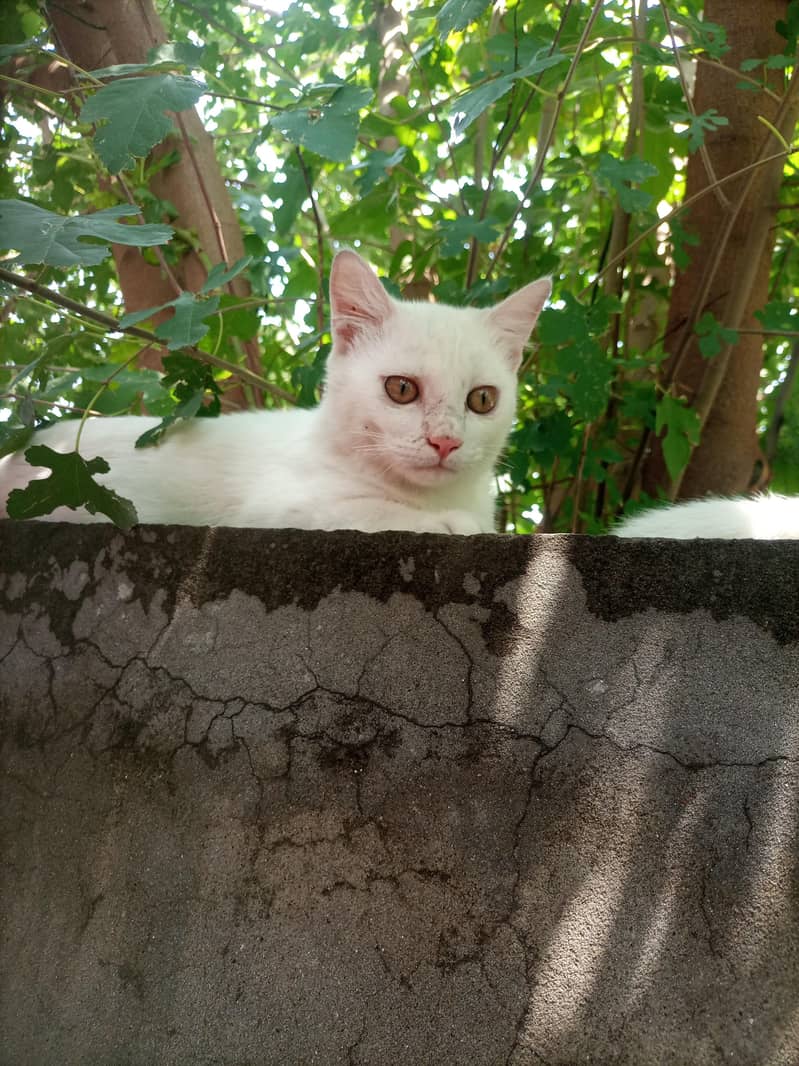 white kittens 4