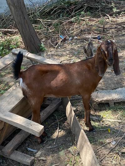 Female Goat for sale (fresh path)