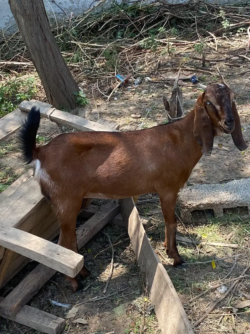 Female Goat for sale (fresh path) — photo 2