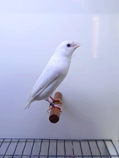 Gouldian Finches
