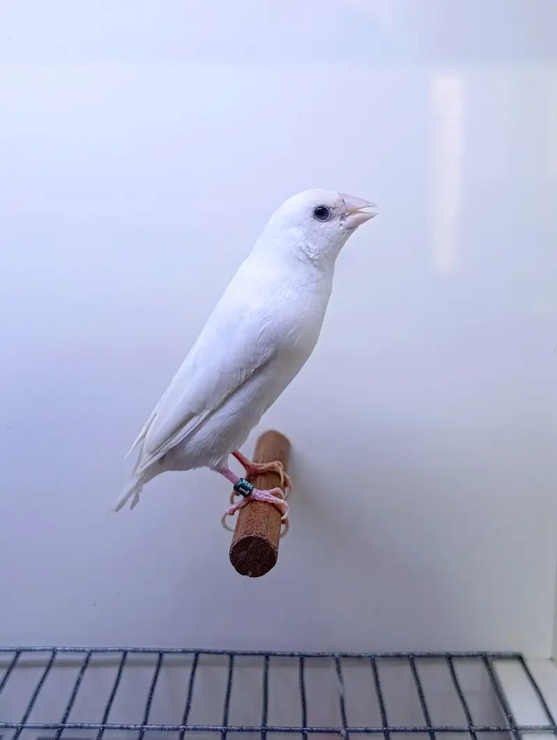 Gouldian Finches