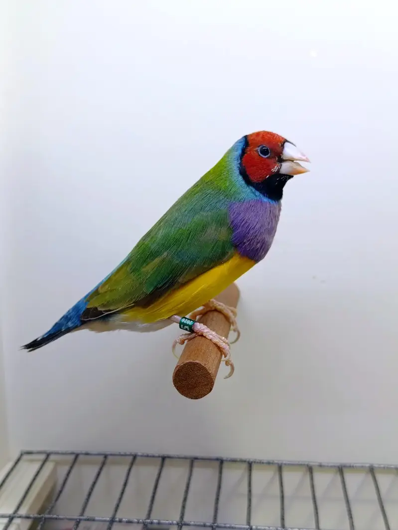 Gouldian Finches — photo 2