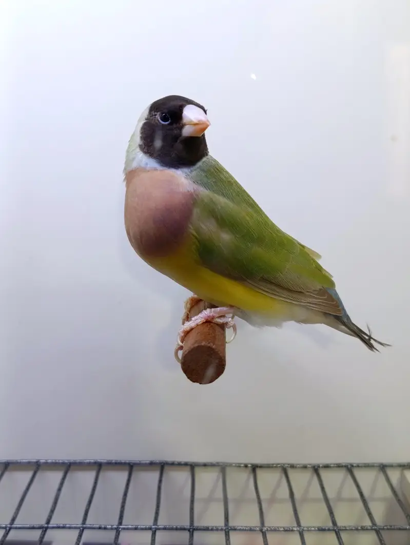 Gouldian Finches — photo 3