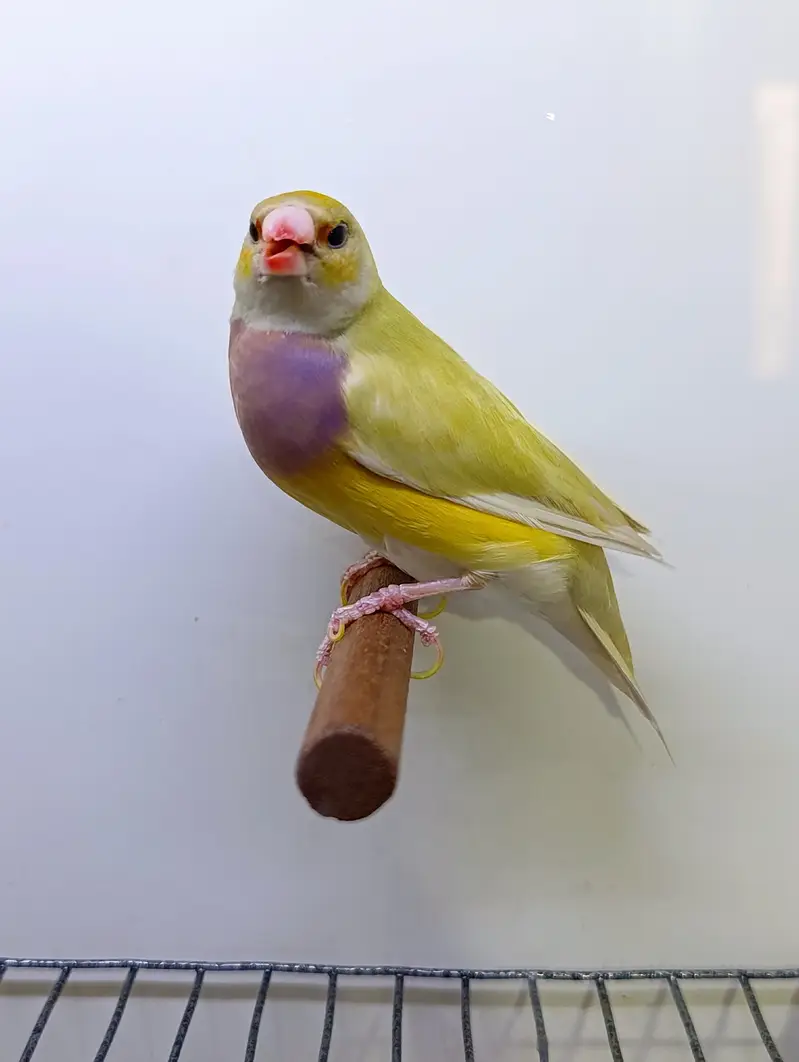 Gouldian Finches — photo 4