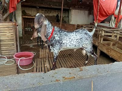 Pure makhi cheena male _breeder Bakra | desi, Goat | بکرا