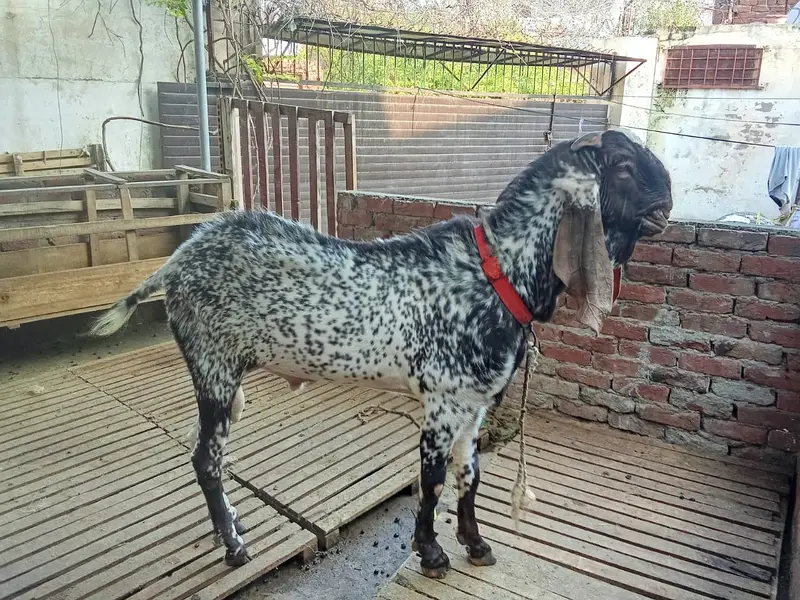 Pure makhi cheena male _breeder Bakra | desi, Goat | بکرا — photo 2