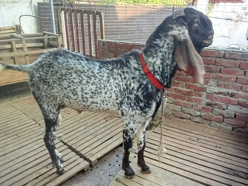 Pure makhi cheena male _breeder Bakra | desi, Goat | بکرا — photo 3