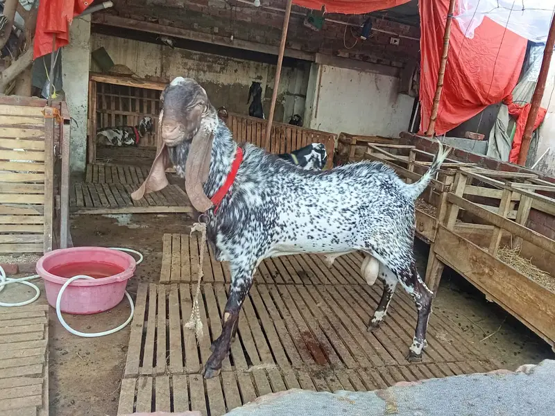 Pure makhi cheena male _breeder Bakra | desi, Goat | بکرا — photo 4