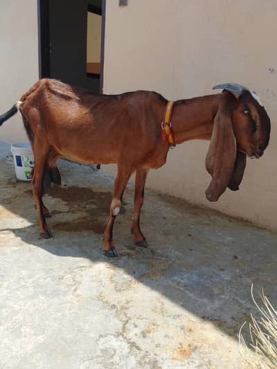 doodh wali nagri bakri 2 Bache deti ha