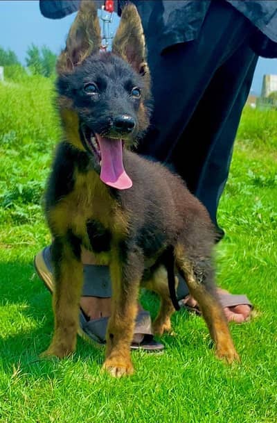 German Shepherd male dog for sale