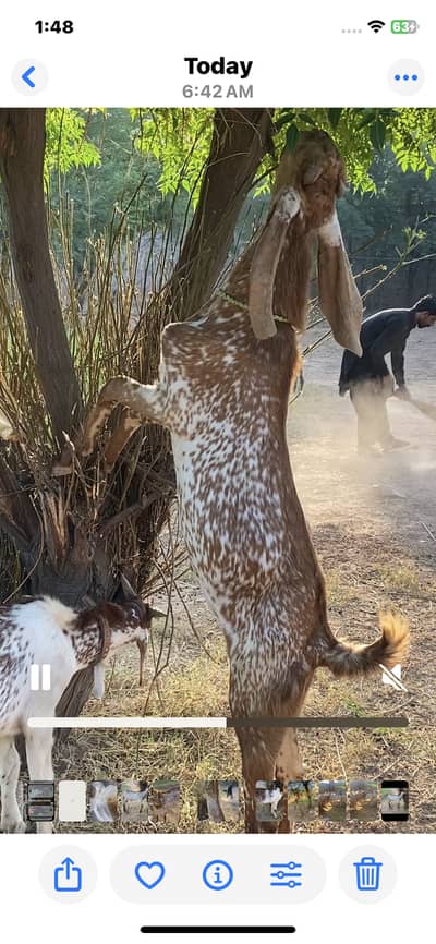 2 bakra maki chini