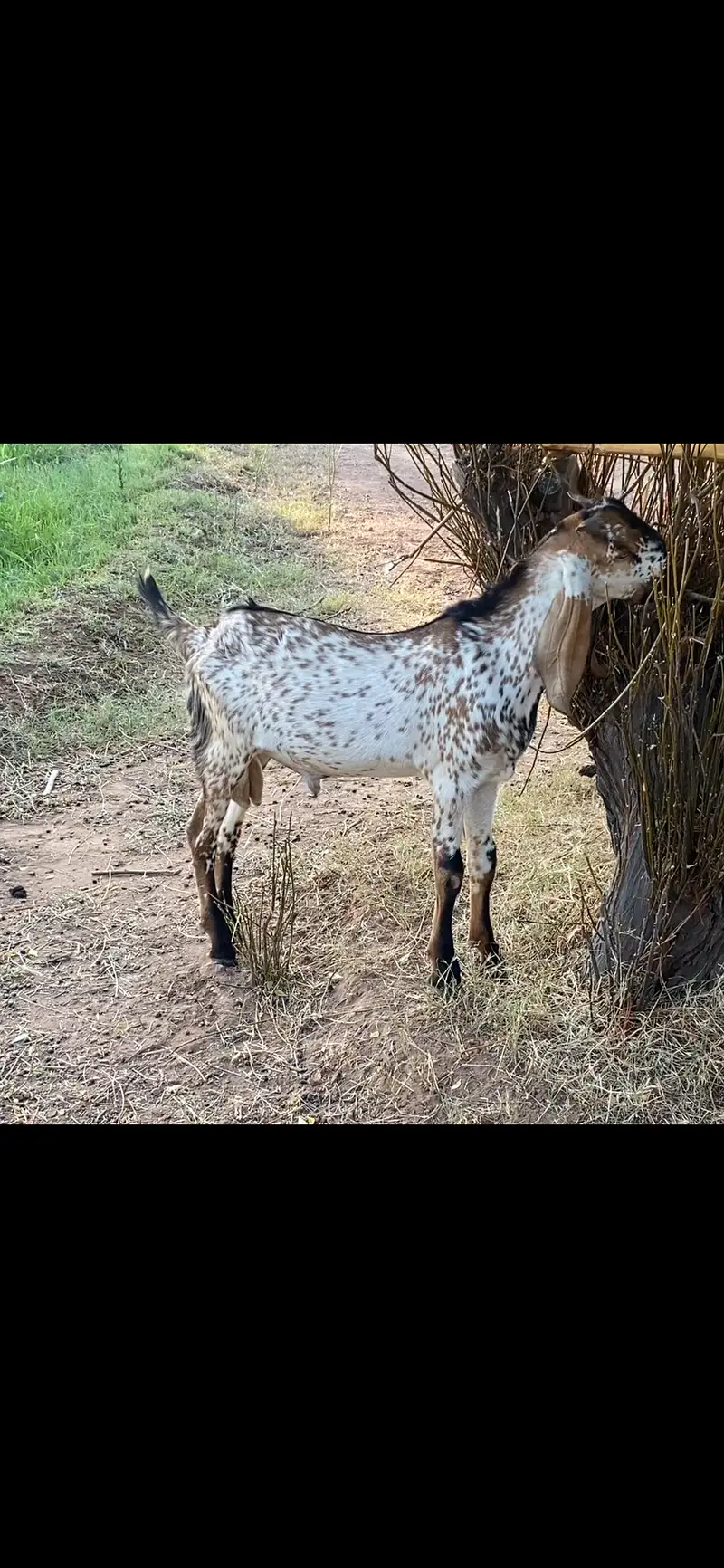 2 bakra maki chini — photo 2