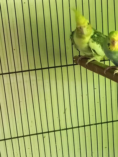 coctail pair
