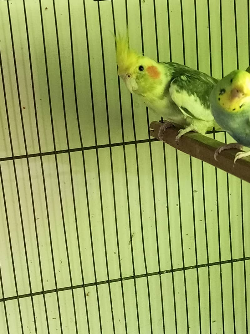 coctail pair 1