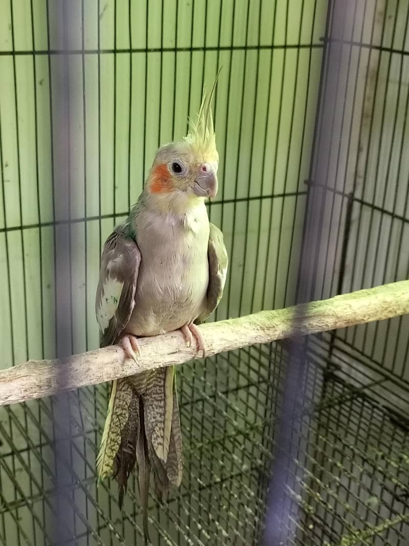 coctail pair 2