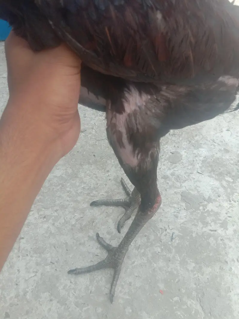 Top Qultaiy Pure Pokya — photo 2