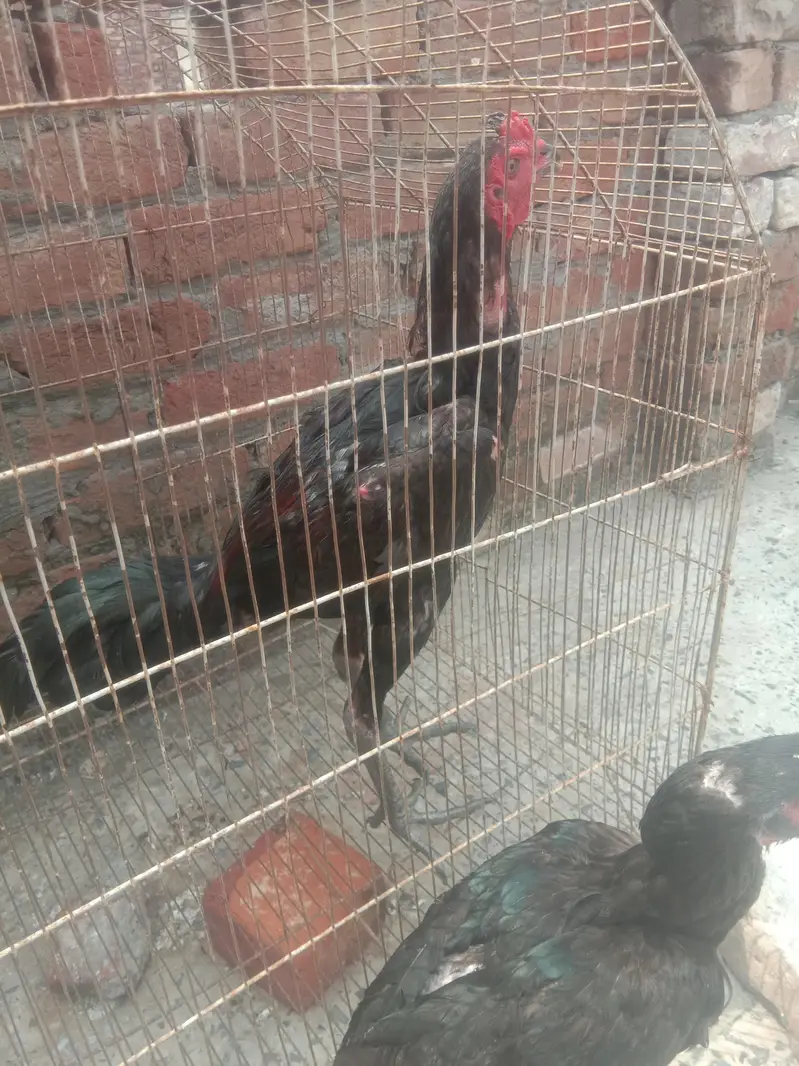 Top Qultaiy Pure Pokya — photo 4