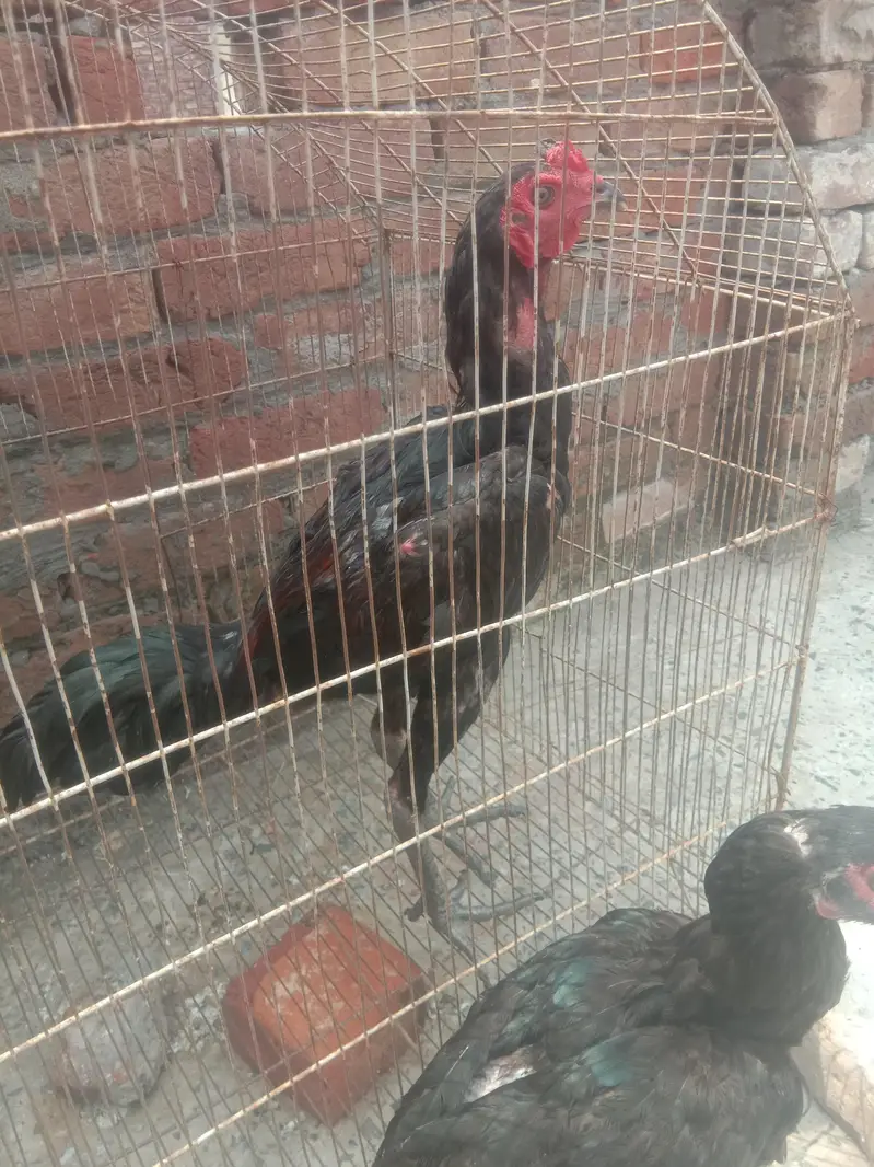 Top Qultaiy Pure Pokya — photo 5