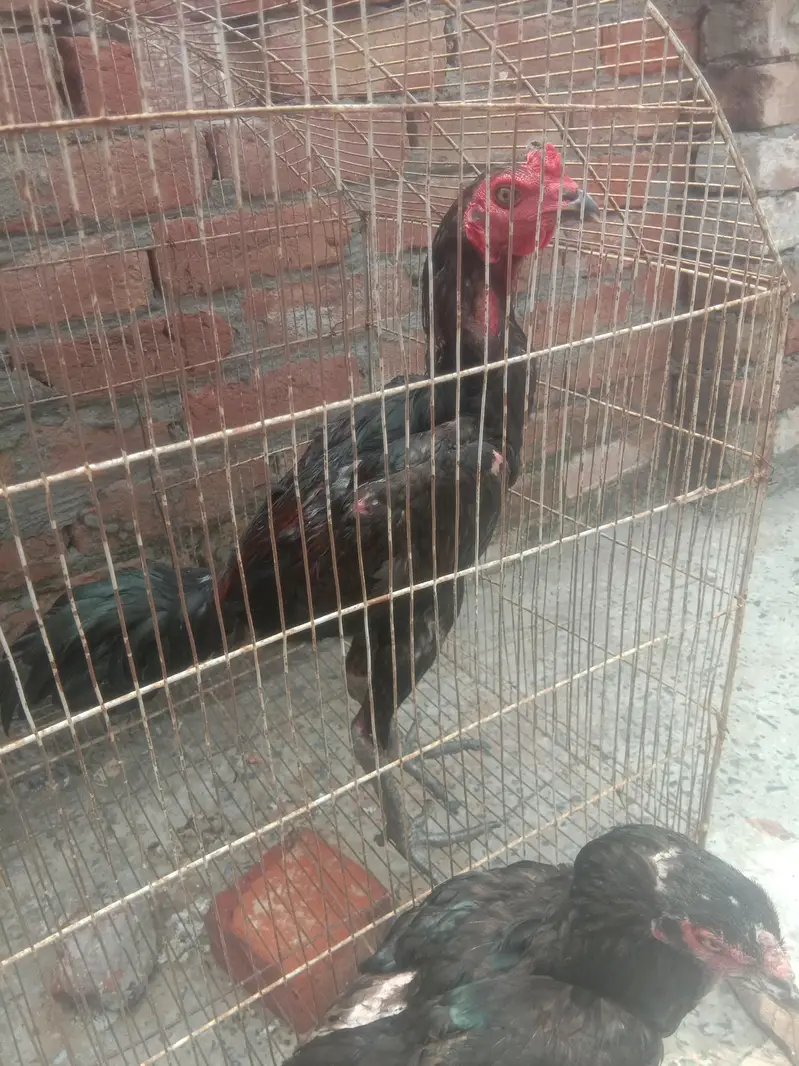 Top Qultaiy Pure Pokya — photo 7
