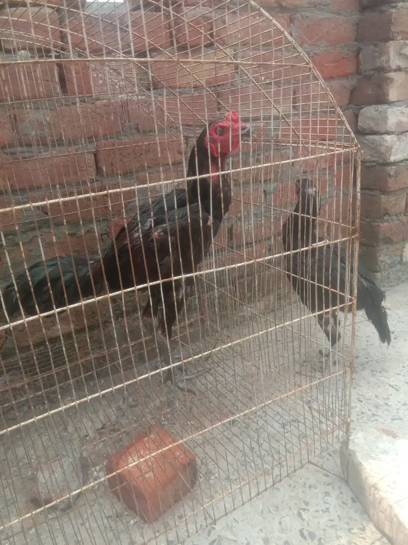 Top Qultaiy Pure Pokya — photo 8