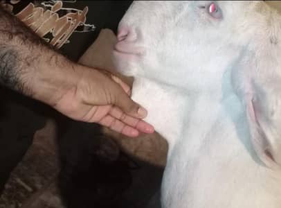 1 bakra 1 chatra 1 bhar lali