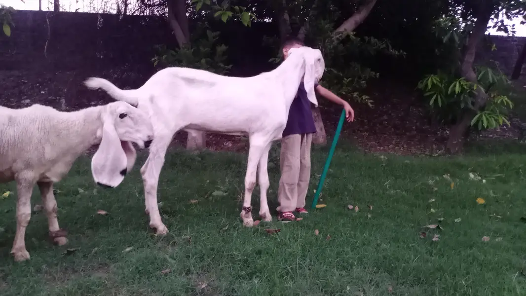 1 bakra 1 chatra 1 bhar lali — photo 2