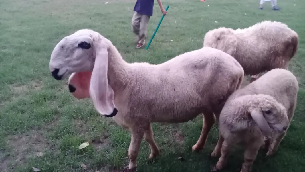 1 bakra 1 chatra 1 bhar lali — photo 5
