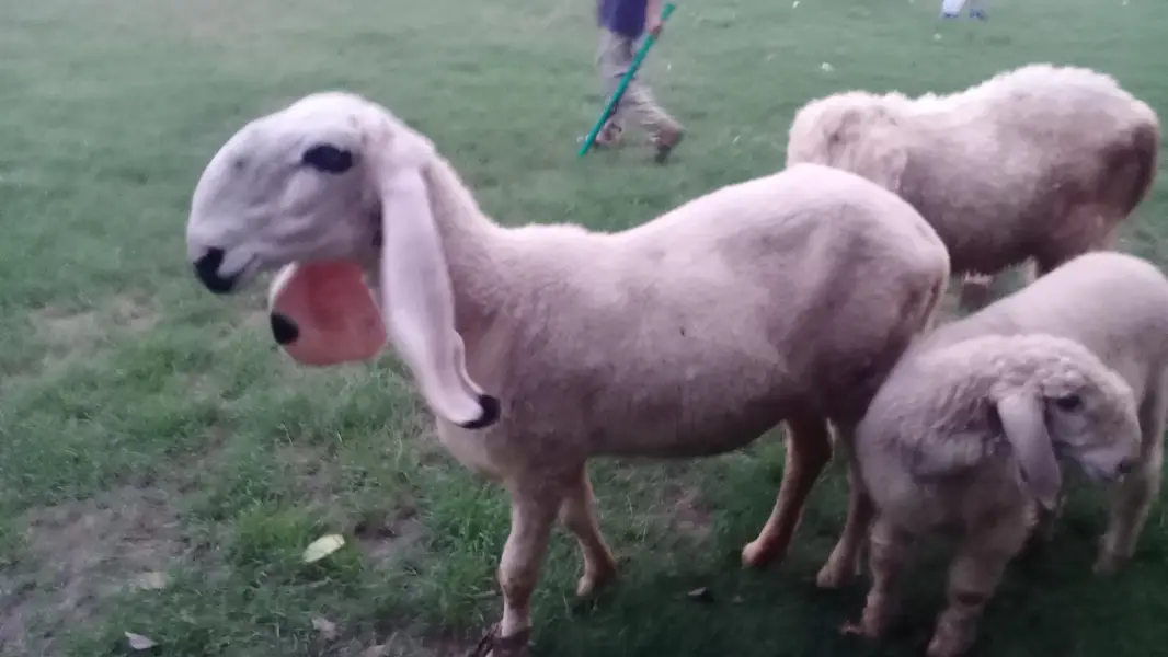1 bakra 1 chatra 1 bhar lali — photo 6