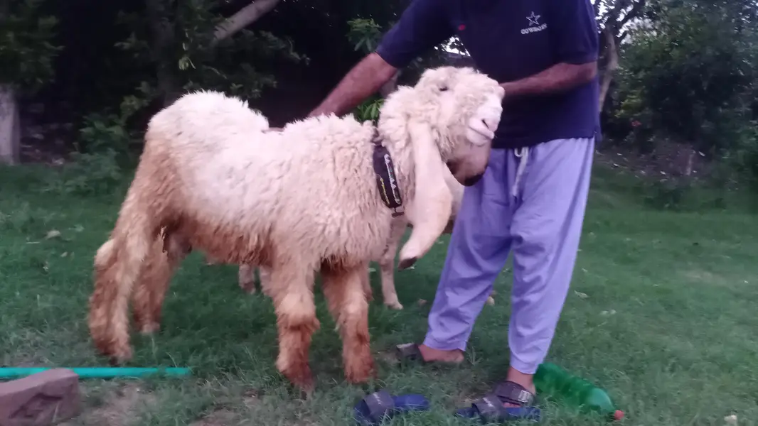 1 bakra 1 chatra 1 bhar lali — photo 7