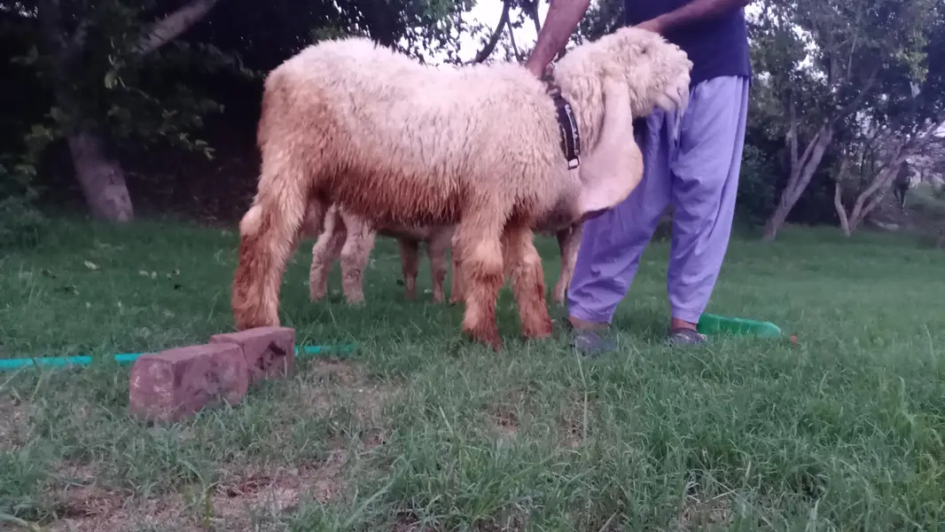 1 bakra 1 chatra 1 bhar lali — photo 8