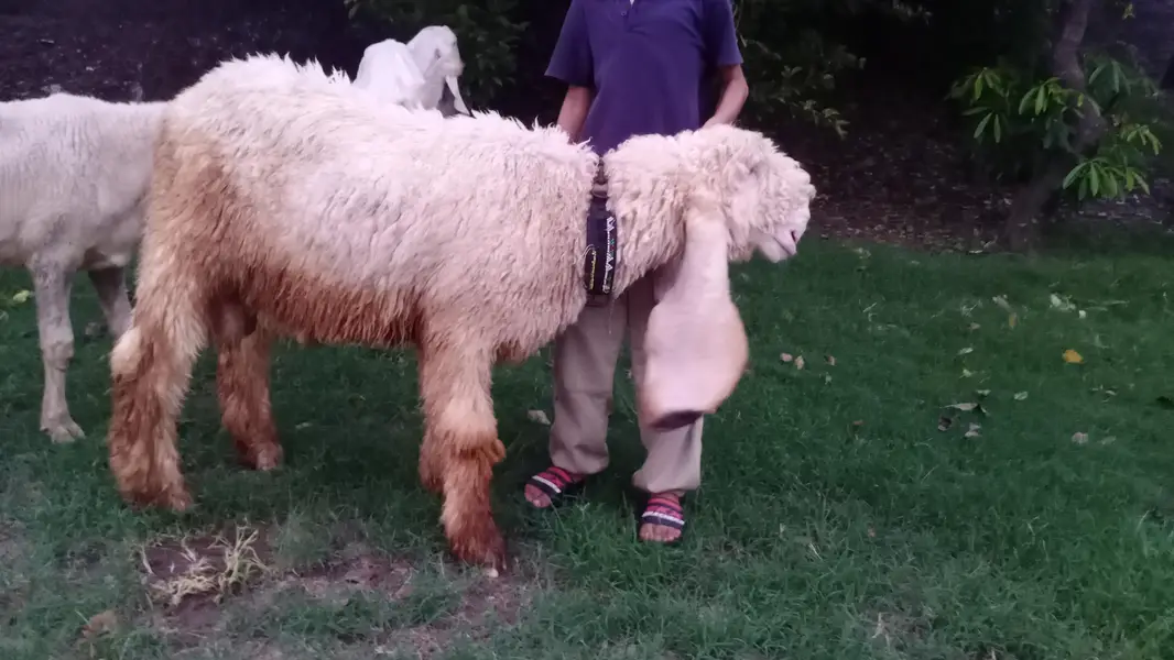 1 bakra 1 chatra 1 bhar lali — photo 9