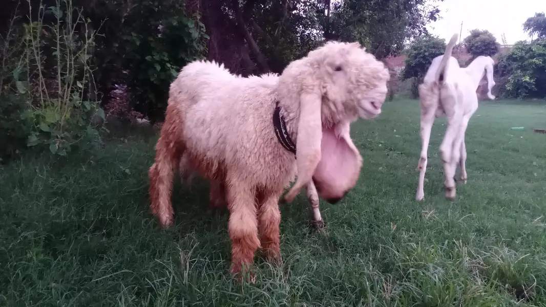 1 bakra 1 chatra 1 bhar lali — photo 10
