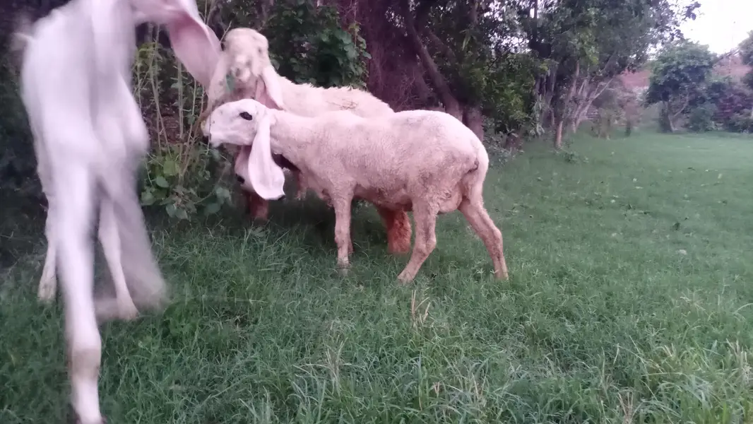 1 bakra 1 chatra 1 bhar lali — photo 11