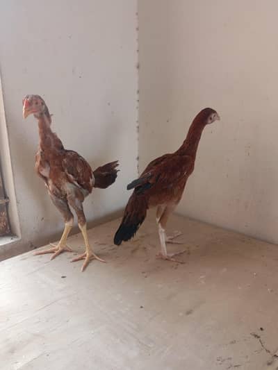 aseel Sindhi pair for sale 03224186572