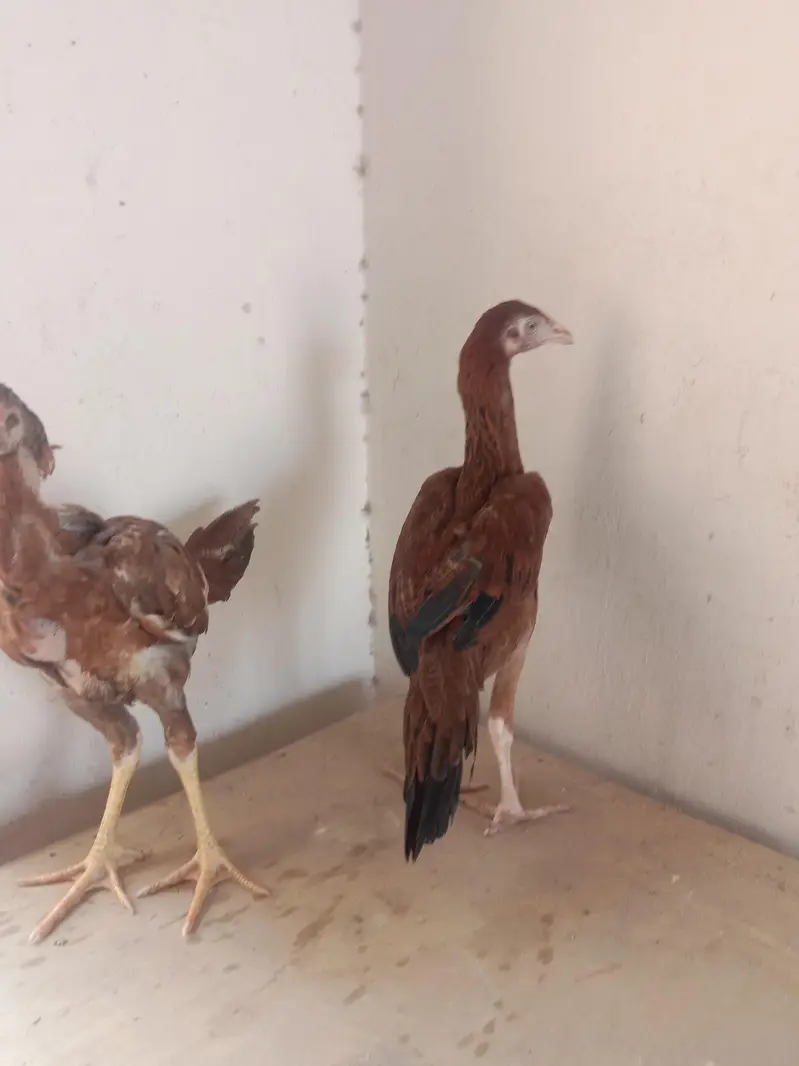 aseel Sindhi pair for sale 03224186572 — photo 2