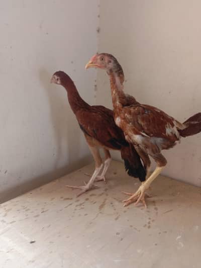 aseel Sindhi pair for sale 03224186572