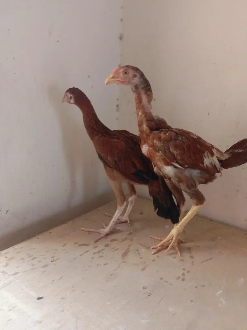 aseel Sindhi pair for sale 03224186572 — photo 4