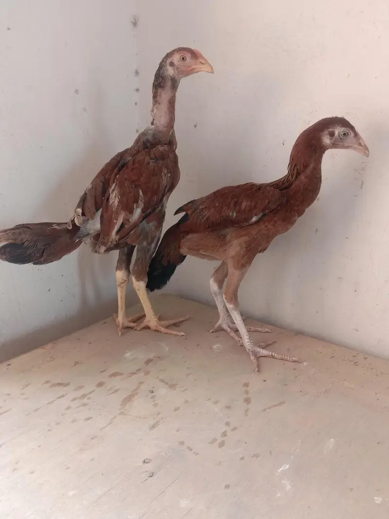 aseel Sindhi pair for sale 03224186572 — photo 5