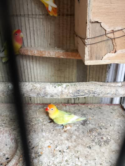 Lutino / Decino & white Cochin chick