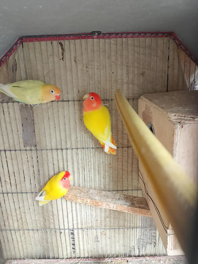 Lutino / Decino & white Cochin chick — photo 2
