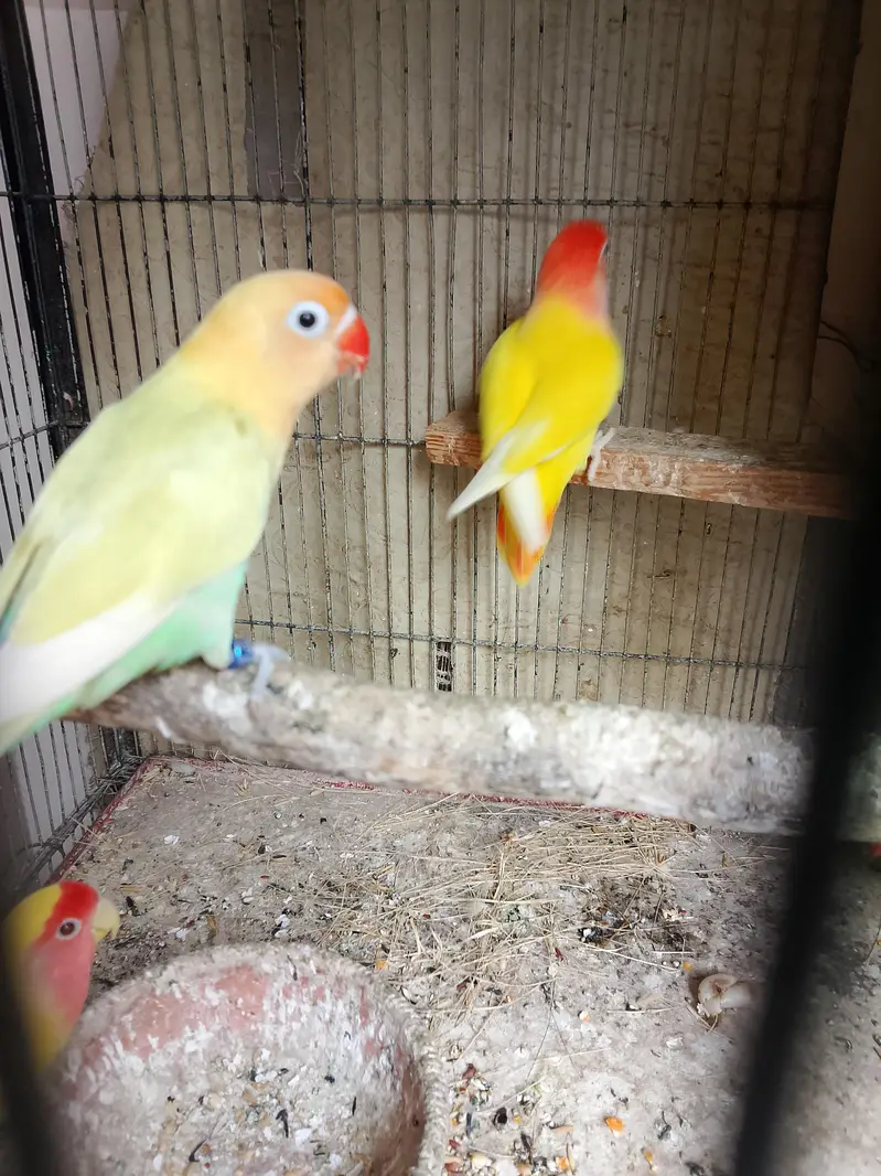 Lutino / Decino & white Cochin chick — photo 3