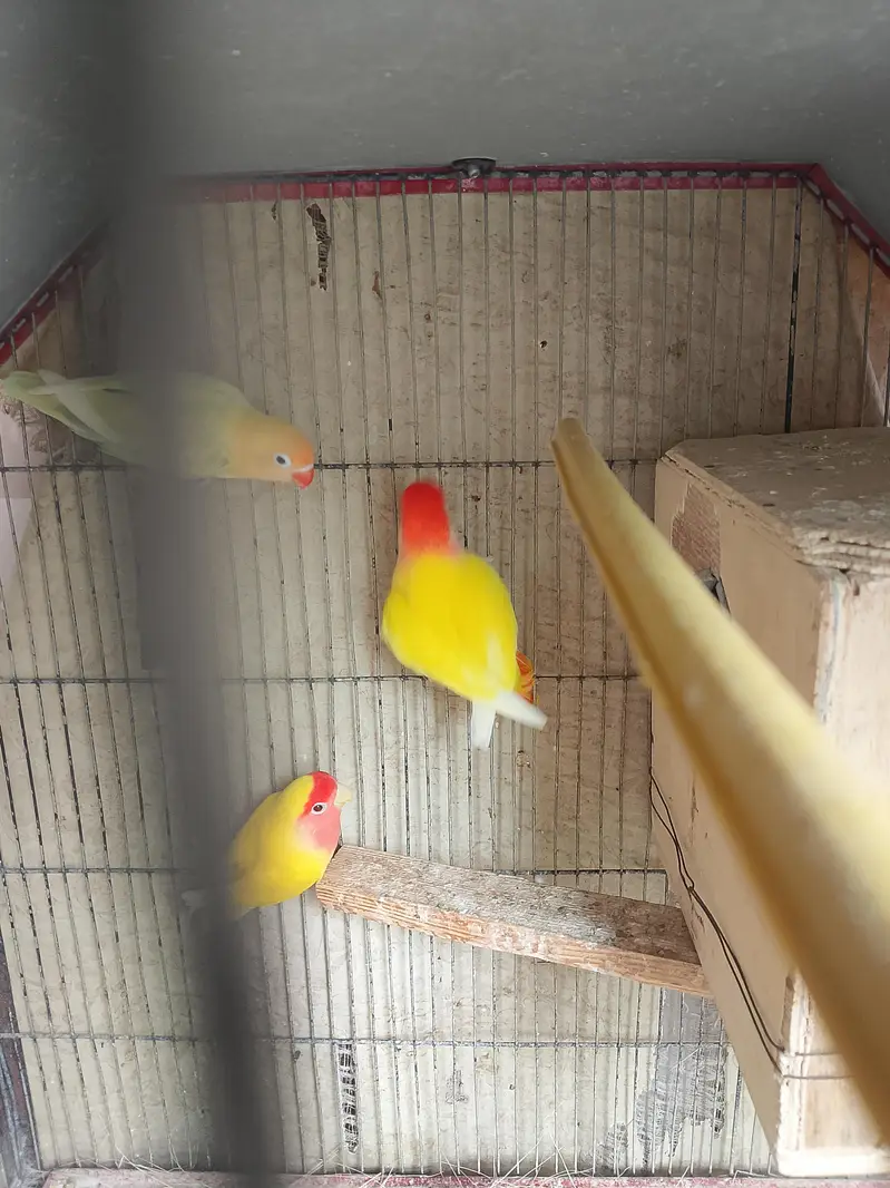 Lutino / Decino & white Cochin chick — photo 4