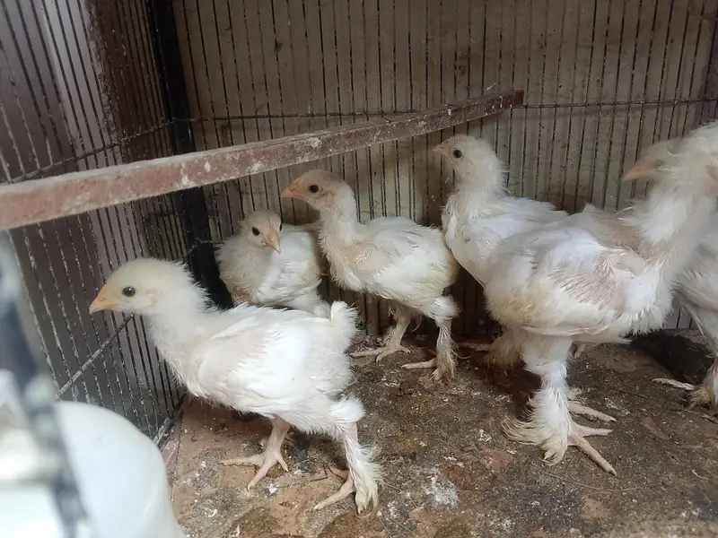 Lutino / Decino & white Cochin chick — photo 5