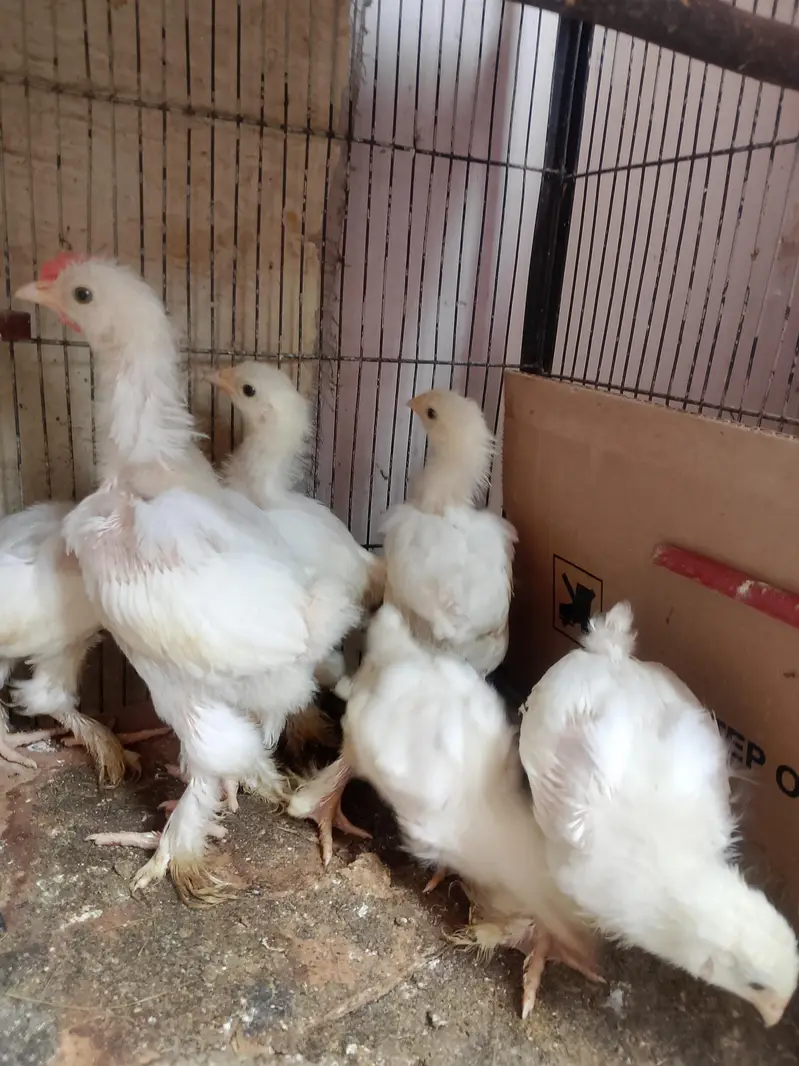 Lutino / Decino & white Cochin chick — photo 6