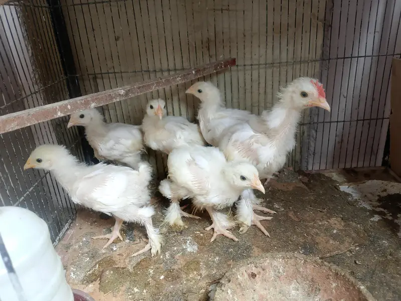 Lutino / Decino & white Cochin chick — photo 7