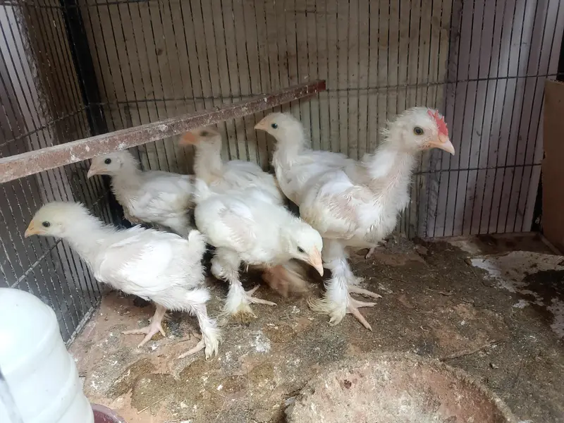Lutino / Decino & white Cochin chick — photo 8