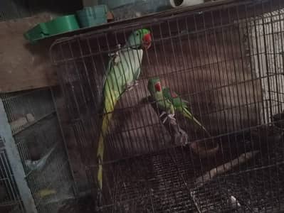 raw parrot pair