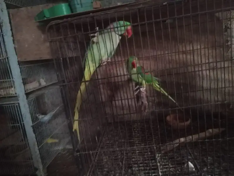 raw parrot pair — photo 2