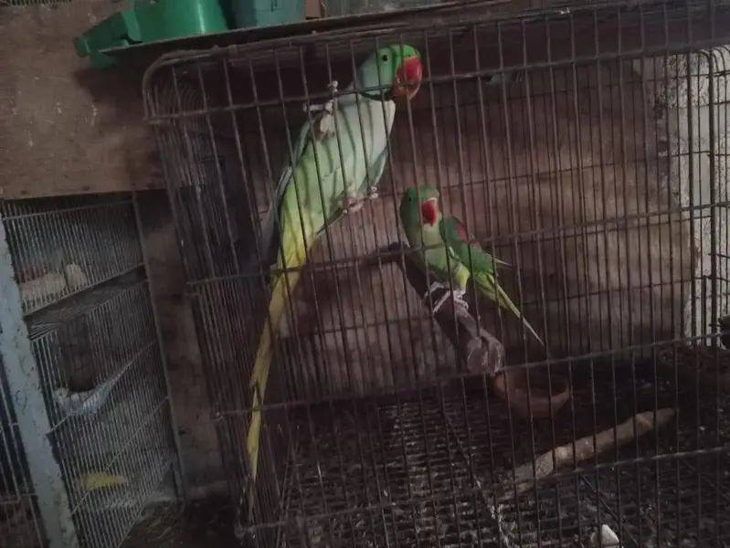 raw parrot pair — photo 3