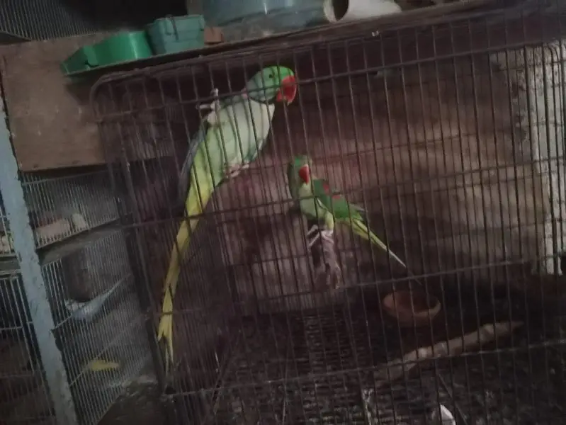 raw parrot pair — photo 4